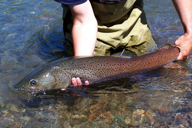 Рыбалка на Алтае