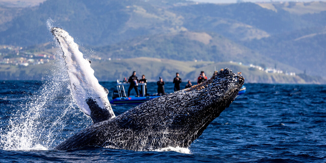 ЮАР — Кейптаун и миграция китов