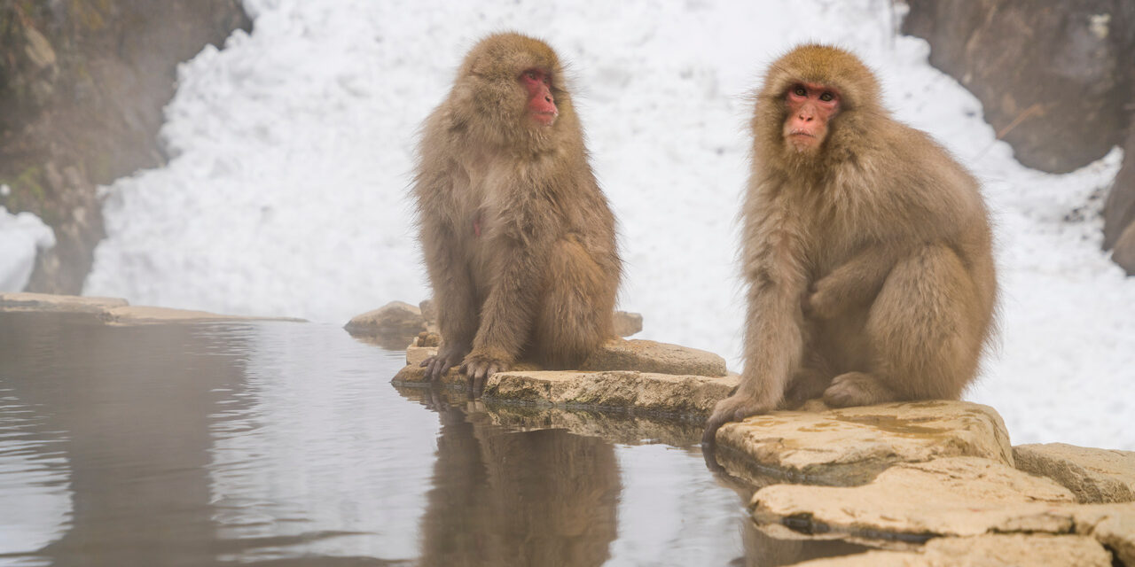 В Японию к термальным источникам и снежным обезьянам