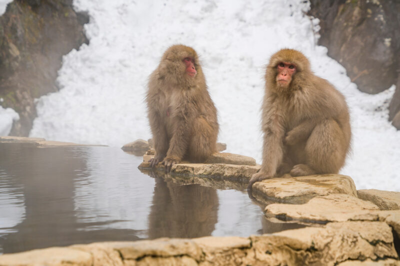 В Японию к термальным источникам и снежным обезьянам