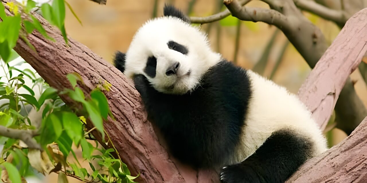 В гости к Пандам в Китай