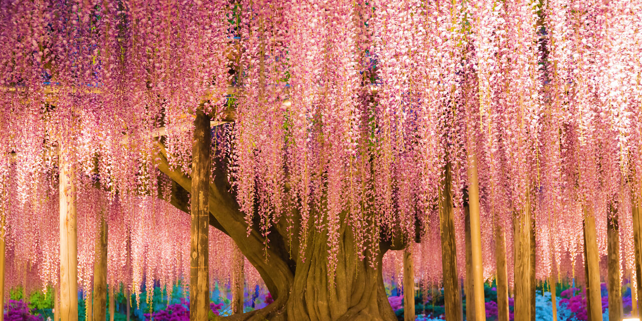 Японская глициния в майские