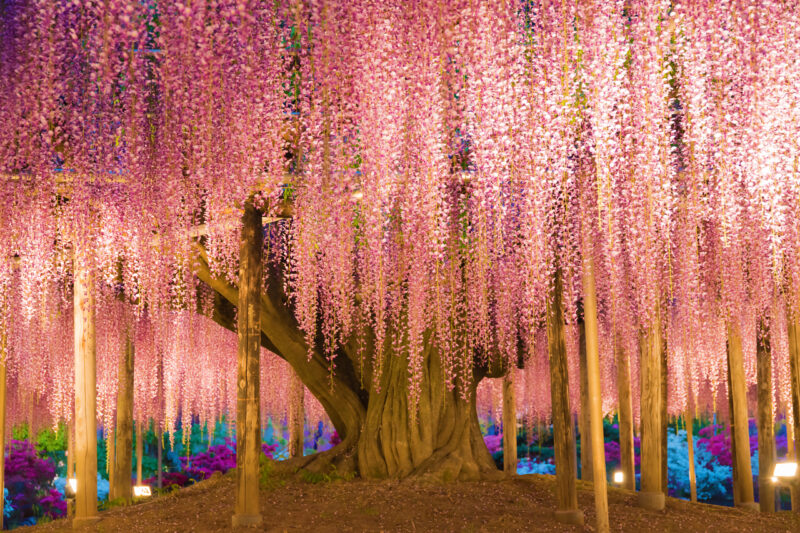 Японская глициния в майские